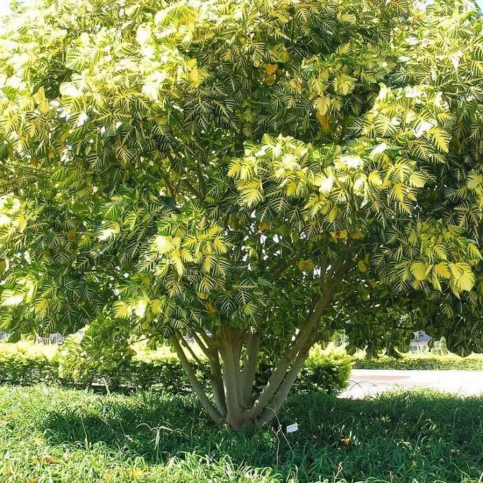 Árvores para calçada : a Eritrina-verde-amarela pode atingir de 8 a 12 metros de altura