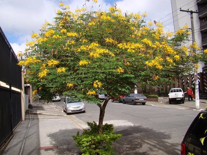 Árvores para calçada: a Flamboyant Mirim pode atingir de 3 a 4 metros de altura