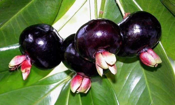 Árvores para calçada: os frutos da Grumixama são muito usados na produção de xarope e doces