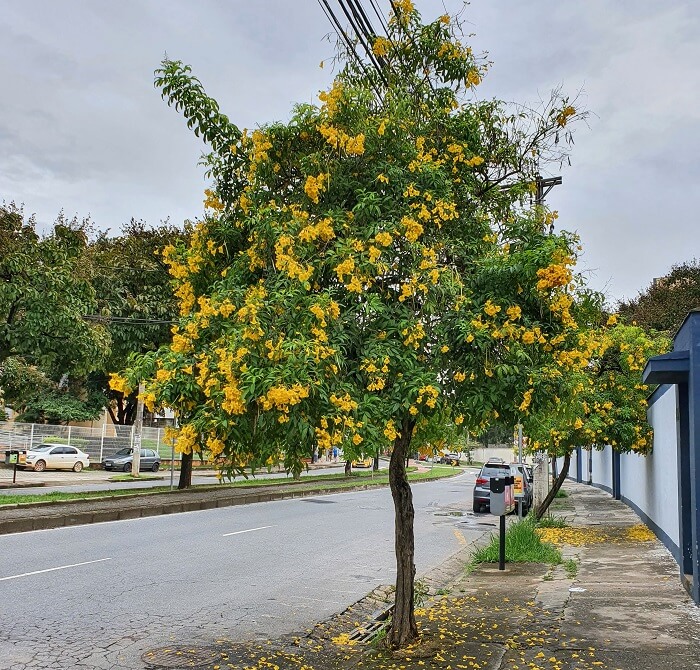 Árvores para calçada: o Ipê-mirim é uma espécie muito utilizada na arborização urbana