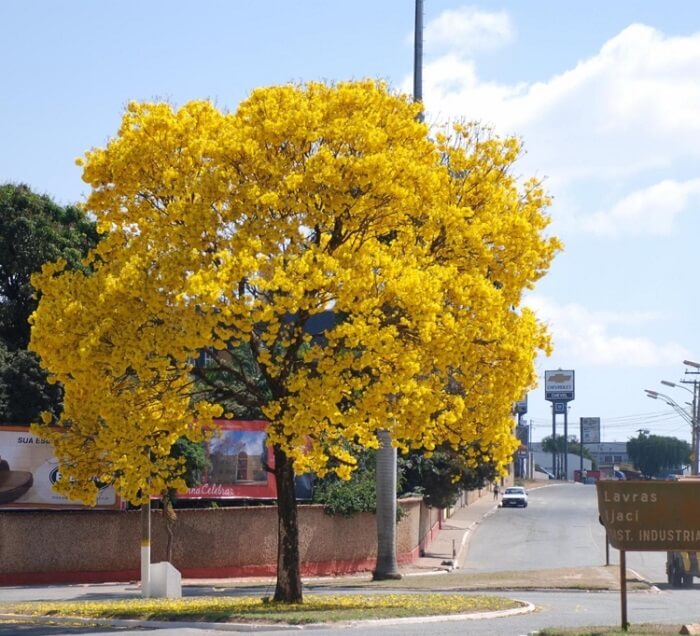 Árvores para calçada: o Ipê amarelo traz cor e vida para as vias da cidade