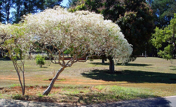 Árvores para calçadas: as folhas da Noivinha ficam brancas durante o mês de maio