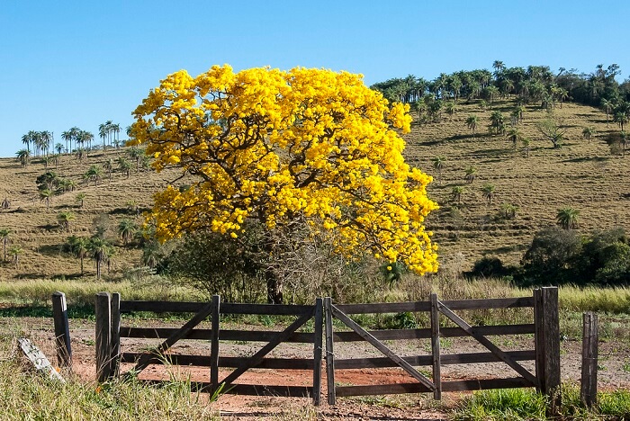Árvores para jardim: o Ipê amarelo de jardim pode atingir de 4 a 6 metros de altura