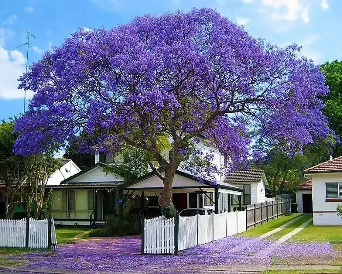 Árvore florida para jardim: o Jacarandá é uma árvore nativa do Brasil