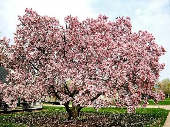 Árvores para jardim: a floração da Magnólia ocorre na primavera