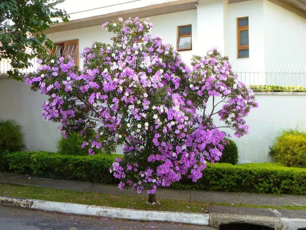 Árvores para jardim: as flores do Manacá da serra oferecem um grande apelo paisagístico
