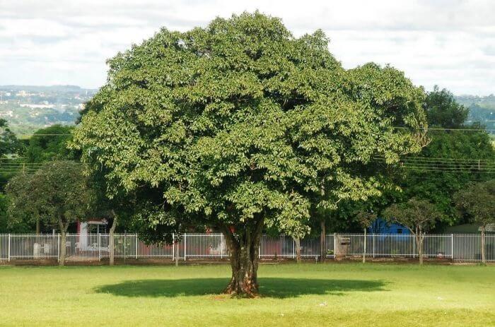 Árvores para jardim: a árvore Oiti pode atingir até 10 metros de altura