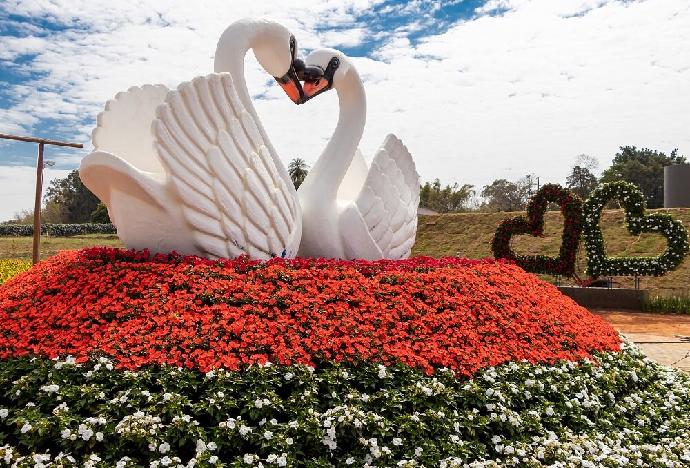 Os cisnes brancos trazem um toque romântico ao Magic Garden de Holambra