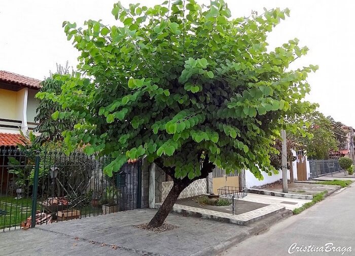 Árvores para jardim: as folhas da árvore Pata-de-Vaca apresentam um formato peculiar