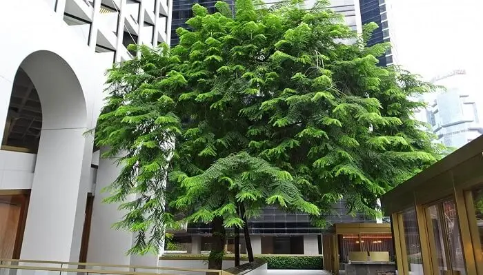 Árvores para jardim interno: a Árvore-Samambaia pode atingir de 4 a 7 metros de altura