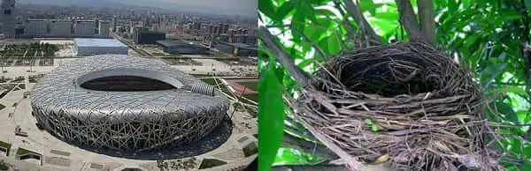 Biomimética: comparação do Estádio Nacional de Pequim com um ninho do pássaro (fonte da imagem: clorofila-design.blogspot.com.br)